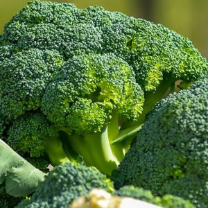 brokoli 1300x743