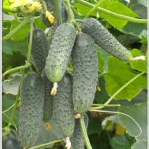 kornişon salatalık 1200x1587