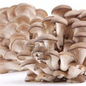 mantar istirdye 1200x810