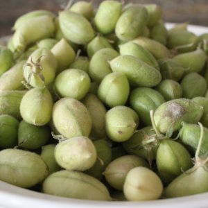 nohut taze 1600x1067