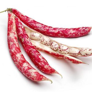 taze-barbunya 1200x1200