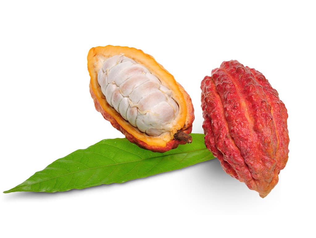 Cacao Fruit