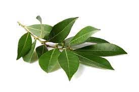 Fresh Bay Leaf