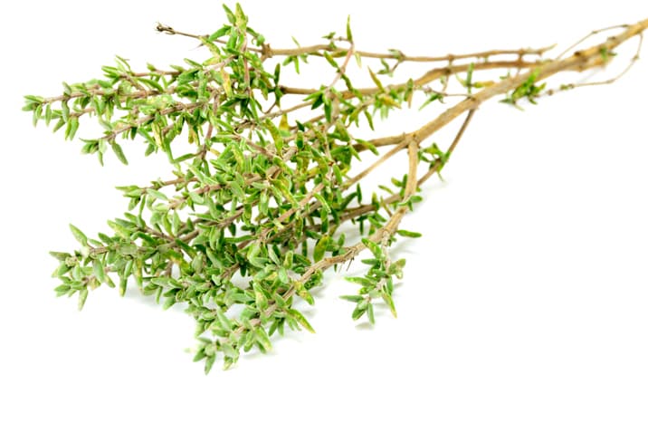 Lemon Thyme