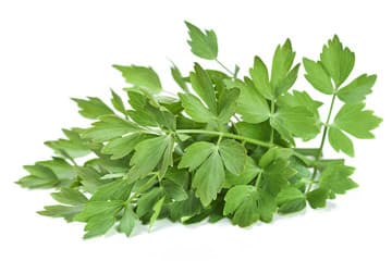 Lovage
