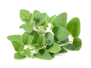 Marjoram