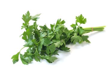Flat-Leaf Parsley