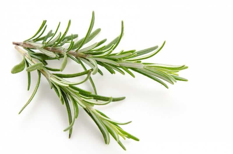 Rosemary