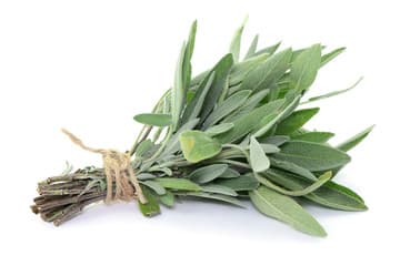 Sage