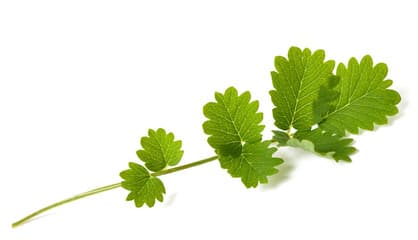 Salad Burnet