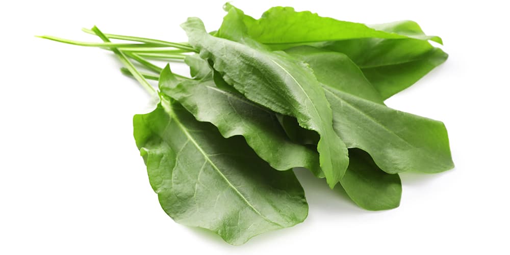 Sorrel