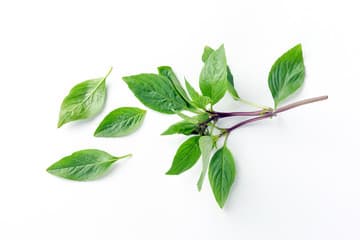 Thai Basil