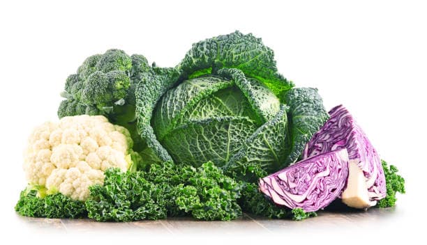 Cabbage