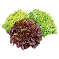 Salads & Greens