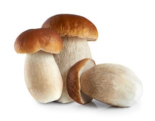 Kesme Mantar (Porcini)