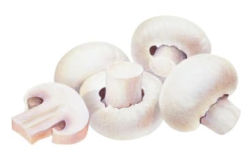 Beyaz Kültür Mantarı