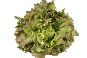 Red Batavia Lettuce
