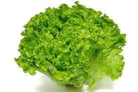 Batavia Lettuce