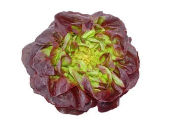 Red Butterhead Lettuce