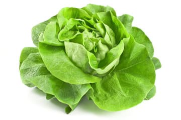 Butterhead Lettuce