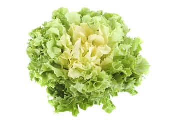 Endive
