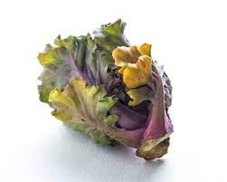 Flower Sprout