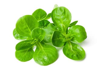 Lamb's Lettuce