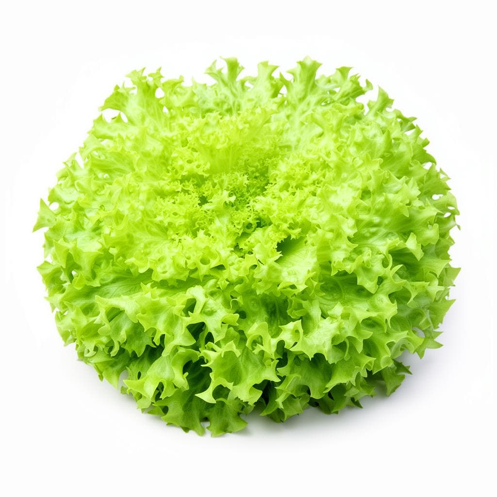 Lollo Bionda