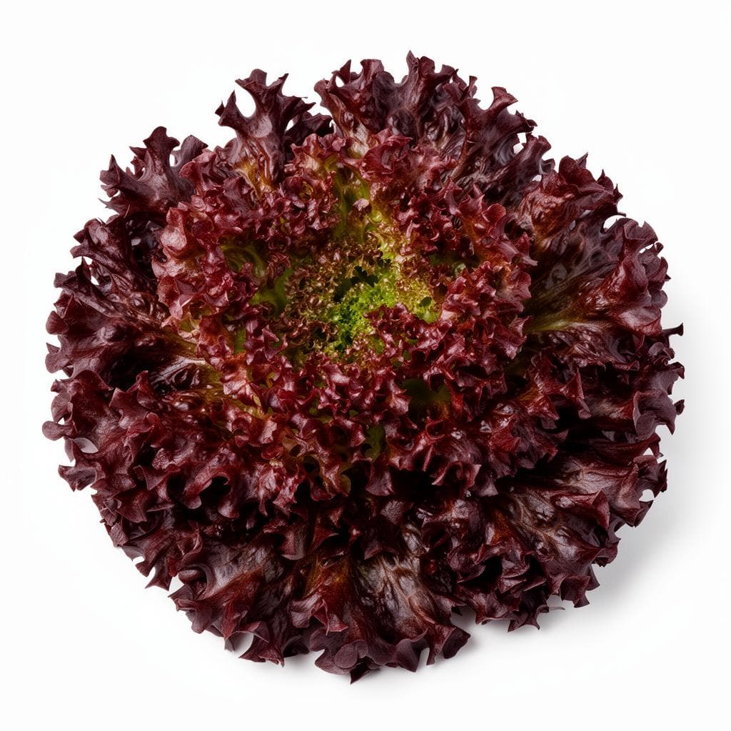 Lollo Rosso