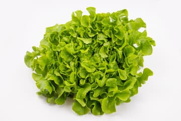 Green Oak Leaf Lettuce