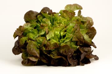 Red Oak Leaf Lettuce