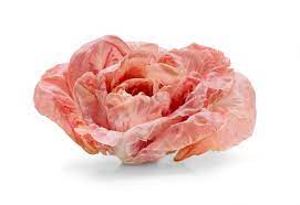 Pink Radicchio
