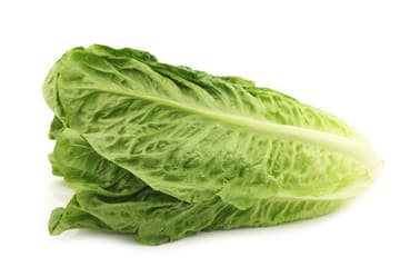 Romaine Lettuce