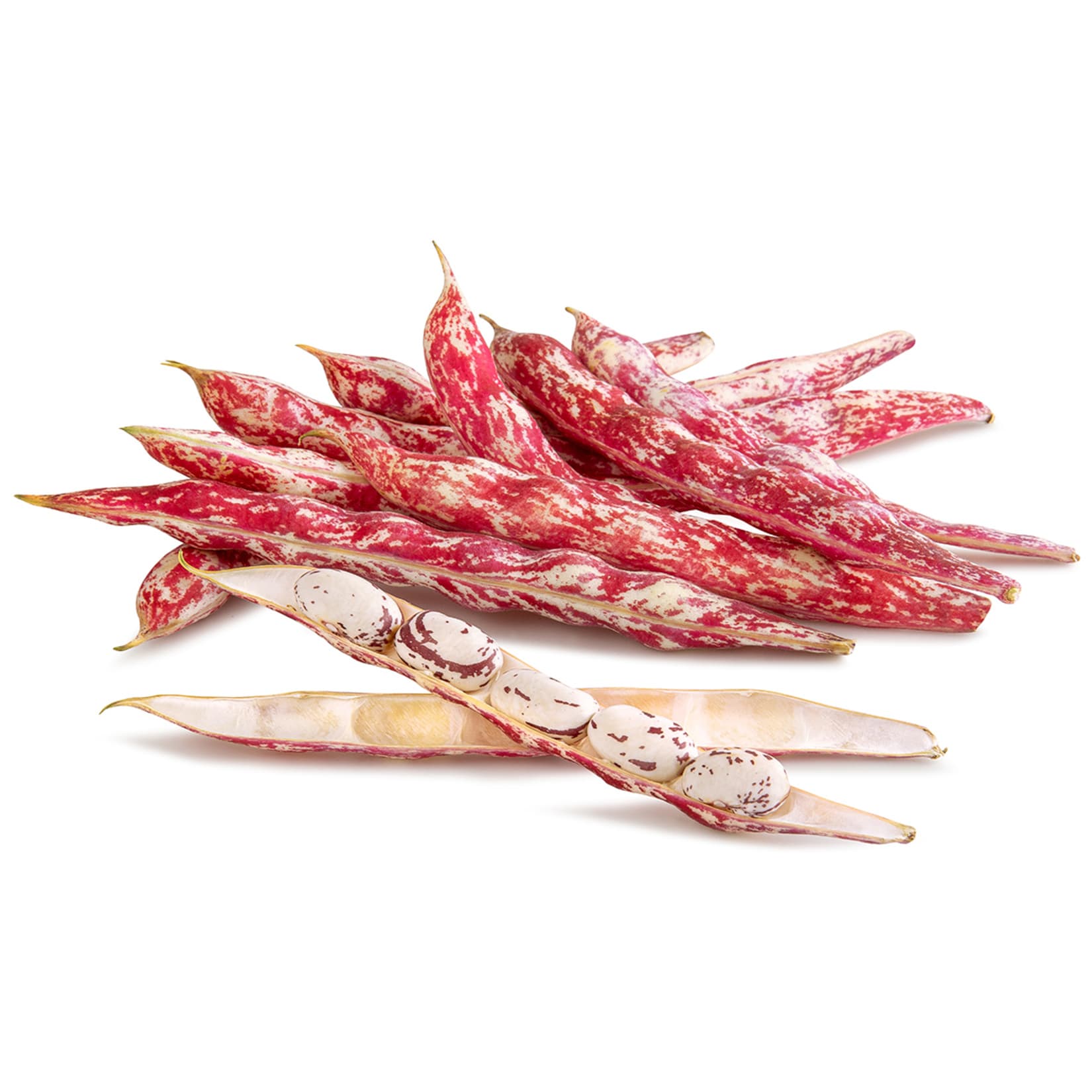 Borlotti Beans